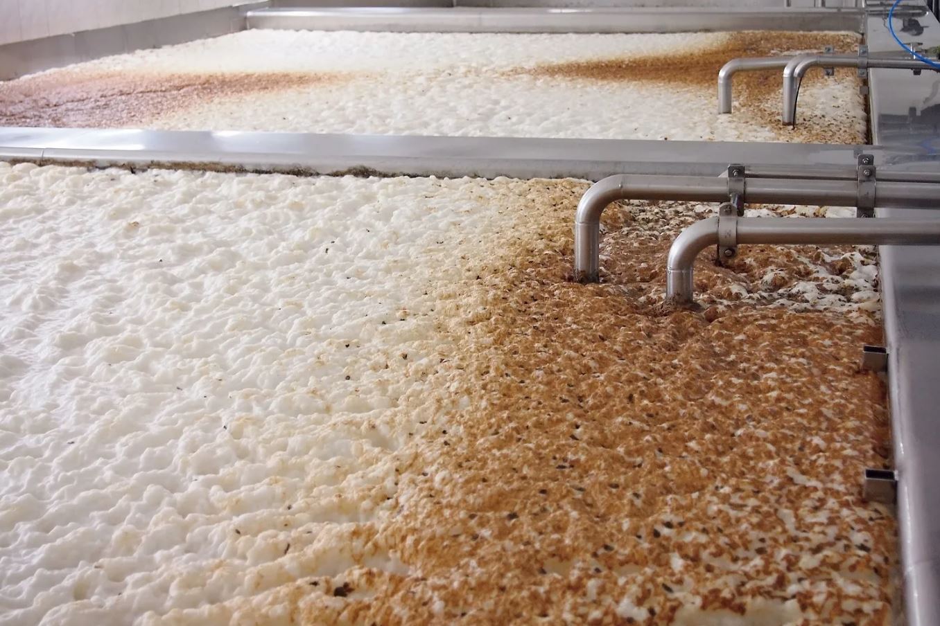 Unveiling the Biological Symphony that Transforms Grain and Water into Liquid Gold